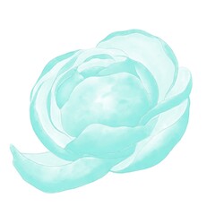 Turquoise peony, delicate flower illustration, side view