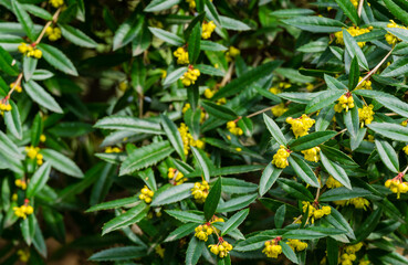 Blooming barberry Berberis soulieana bush with narrow evergreen leaves and yellow flowers.  Spreading openwork shrub in spring Arboretum Park Southern Cultures in Sirius (Adler) Sochi.