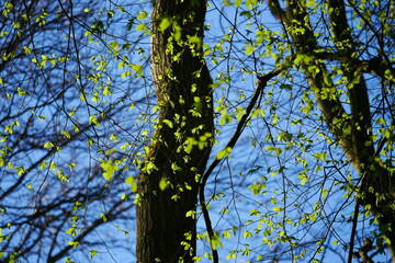 Obraz premium Looking into the blue sky through young green leaves in spring