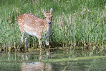 Obraz na płótnie Canvas Beautiful male fallow deer stands in the water in the dunes of the Netherlands.