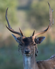 Beautiful male fallow deer whose bark skin has come off its antlers, photographed in the dunes of the Netherlands.