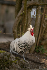 a black and white rooster with a red comb stretches its neck into the air in a wonderful way and marveled at its surroundings