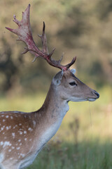 Beautiful male fallow deer whose bark skin has come off its antlers, photographed in the dunes of the Netherlands.