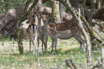 Obraz premium Three beautiful females fallow deer in the dunes of the Netherlands.