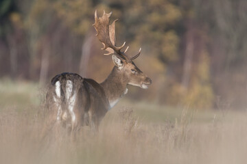 Beautiful male fallow deer, photographed in autumn, in the dunes of the Netherlands.