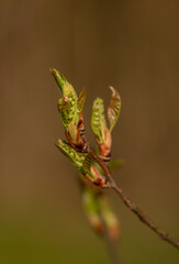 a flower that is about to bloom. in soft green and brown tones. beautiful bokeh and lots of copy space