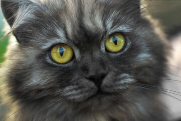 cat with orange eyes