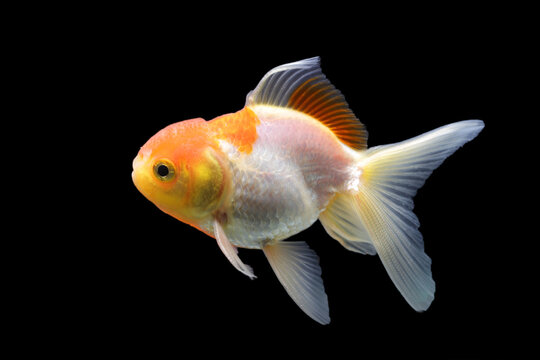 Side goldfish picture. Goldfish isolated on black background. Goldenfish isolated on black background. Thailand.