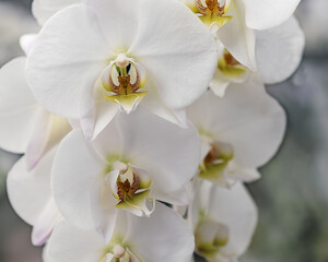 Fototapeta na wymiar Decorative flowers Engard Orchid, flowers for rooms