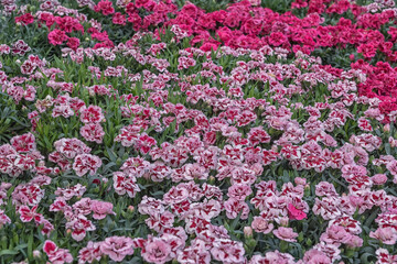 Fototapeta premium Dianthus caryophyllus, the carnation or clove pink