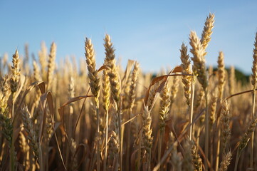 Fototapeta premium Wheat spikelets in the field. Wheat spikelets pattern. Background of wheat spikelets. Golden spikelets of ripe wheat close up. Harvest concept
