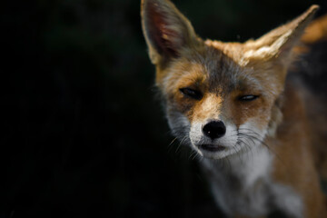 Closeup wild Fox