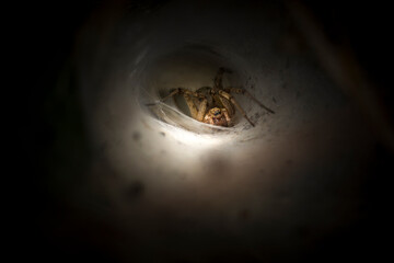 Spider in its burrow