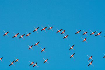Flamingos in flight