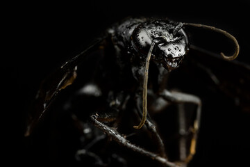 Macro on a black Wasp