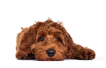 Adorable red Cobberdog aka Labradoodle dog puppy, laying down facing front head flat on the floor. Looking straight to camera, closed mouth. Isolated on a white background.
