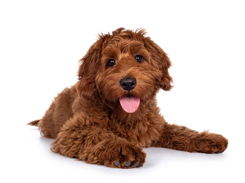 Adorable red Cobberdog aka Labradoodle dog puppy, laying down facing front. Looking straight to camera, tongue out. Isolated on a white background.