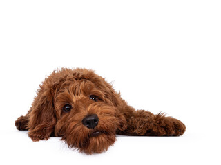 Adorable red Cobberdog aka Labradoodle dog puppy, laying down facing front head flat on the floor...