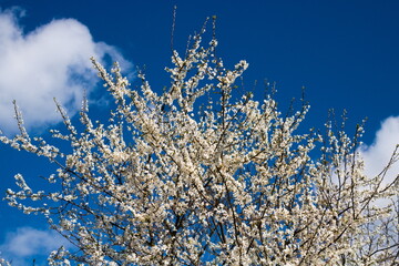 White blossoming cherry tree against blue sky with white cloud, on a sunny spring day
