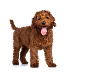 Adorable red Cobberdog aka Labradoodle dog puppy, standing side ways. Looking straight to camera,...