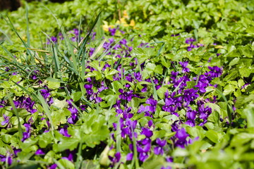 Group of sweet violet on a sunny spring meadow