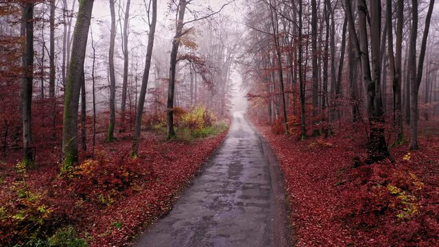 Asphalt road through forest. Transport in autumn. Transportation in Poland