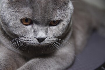 close up of a cat