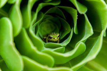 Fototapeta premium Tiny frog in a green flower 2