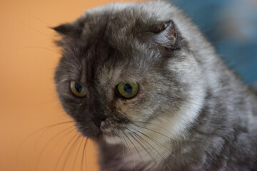 portrait of a cat