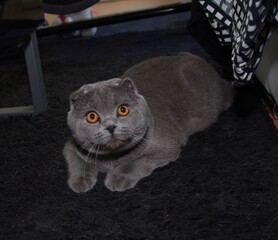 cat on the chair