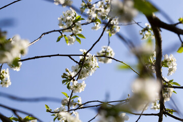 blooming spring fruit trees in the garden