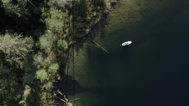 Water rides on sup board. Beautiful lake shore, green forest, fallen trees at the bottom.