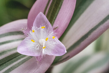 close up of a tradescantia nanouk houseplant flower