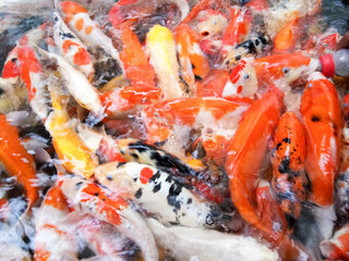 Obraz na płótnie Canvas Swarm, Koi Fish, Colorful Scramble to Eat, Food