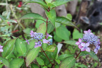 初夏の庭 紫の山紫陽花 七変化