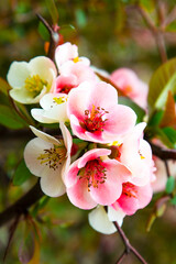Chaenomeles speciosa 'Moerloosei' Japanese Quince Apple blossom. Close-up of small pink and white flowers on a branch. Fruit tree blooming, spring. Natural floral background. Russia, Sochi, Arboretum