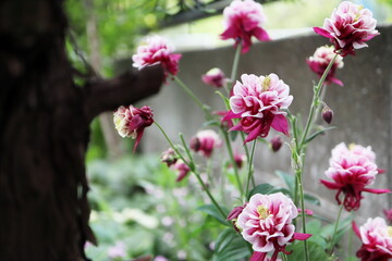 初夏の半日陰の庭 満開の西洋オダマキ レッドホワイト
