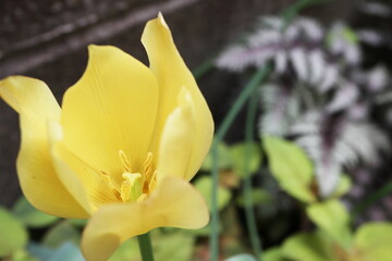 半日陰の庭 原種チューリップ ピンクアンドイエローの黄色い花