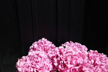 初夏 玄関先のピンクの紫陽花の鉢植え
