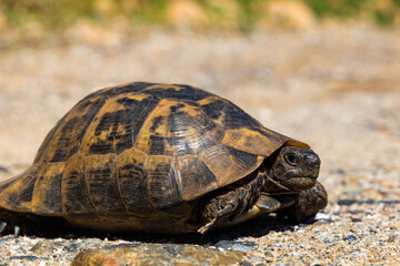 Earthen turtle in the mountain forest.