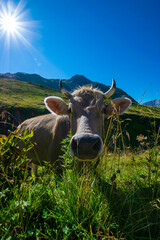 cow in the alps 