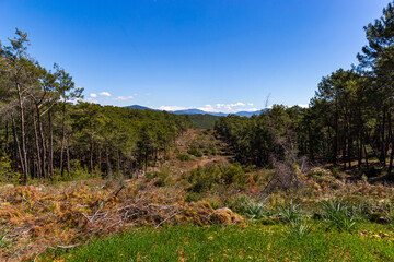 Hills with forest and mountain range on horizon.