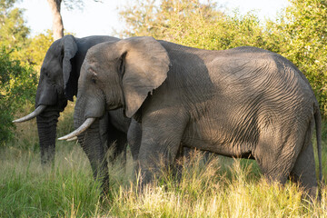 Obraz premium Two african elephants in Kruger park