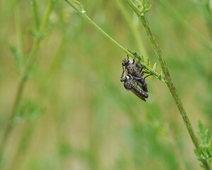 Fototapeta premium Les taons