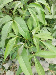 leaves in a garden