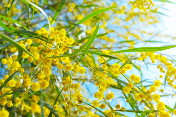 Beautiful spring background with mimosa branches and flowers in focus and out of focus, against the background of this sky and sunbeams. Selective focus