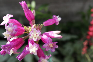 初夏の半日陰の庭 ピンクのディケロステンマ ピンクダイアモンド