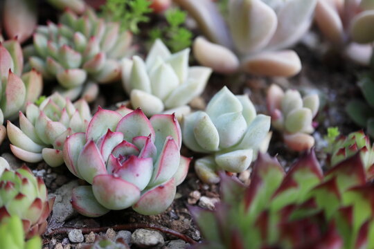 5 725 Best 多肉植物images Stock Photos Vectors Adobe Stock