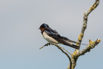 Barn swallow sitting on a branch with a blue sky as a background, photographed in the Oostvaardersplassen.