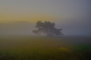 Obraz na płótnie Canvas Tree in a field with fog
